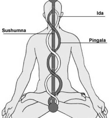 Les circuits d'ida, Pingala et Sushumna.